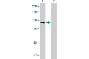 Western Blot analysis of GUCY1A3 expression in transfected 293T cell line by GUCY1A3 MaxPab polyclonal antibody. (GUCY1A1 antibody  (AA 1-690))