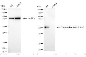Western blotting analysis using Transcription factor 7 like 1 antibody (ABIN7800588).