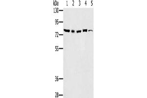 Gel: 6 % SDS-PAGE, Lysate: 40 μg, Lane 1-5: 293T cells, Raw264. (TAB3 antibody)
