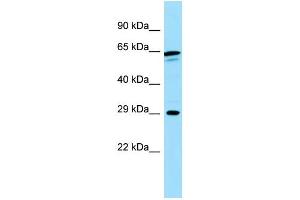 WB Suggested Anti-CALN1 Antibody Titration: 1. (Calneuron 1 antibody  (N-Term))