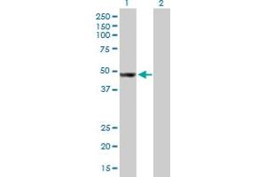 Western Blotting (WB) image for anti-Adaptor-Related Protein Complex 4, mu 1 Subunit (Ap4m1) (AA 1-453) antibody (ABIN522635)