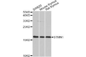 Western blot analysis of extracts of various cell lines, using STMN1 antibody (ABIN1874979) at 1:1000 dilution.