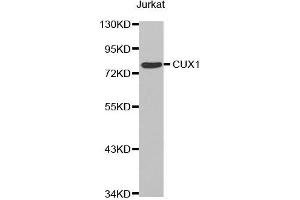 Western blot analysis of extracts of Jurkat cell line, using CUX1 antibody. (CUX1 antibody  (AA 1-280))