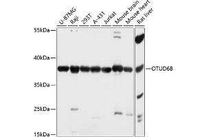 Western blot analysis of extracts of various cell lines, using OTUD6B antibody (ABIN7269123) at 1:3000 dilution.