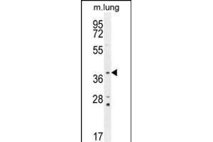 PTK9L Antibody (N-term) (ABIN655611 and ABIN2845093) western blot analysis in mouse lung tissue lysates (35 μg/lane).