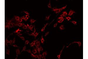 ABIN6268781 staining HepG2 by IF/ICC. (CD83 antibody  (Internal Region))
