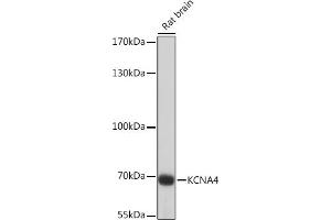 Western blot analysis of extracts of Rat brain, using KCN Rabbit pAb (ABIN7269486) at 1:1000 dilution. (Kv1.4 antibody  (AA 250-350))