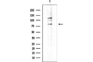 Western blot analysis of lysates from RAW264.