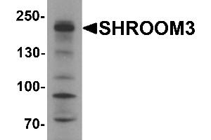 Western Blotting (WB) image for anti-Shroom Family Member 3 (SHROOM3) antibody (ABIN1077407) (SHROOM3 antibody)