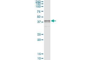 Immunoprecipitation of BST1 transfected lysate using anti-BST1 monoclonal antibody and Protein A Magnetic Bead , and immunoblotted with BST1 MaxPab rabbit polyclonal antibody. (BST1 antibody  (AA 1-318))