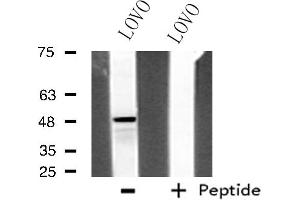 Western blot analysis of extracts from LOVO cells using Adrenergic Receptor α-2A antibody. (ADRA2A antibody  (Internal Region))
