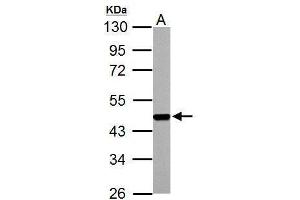 Western Blotting (WB) image for anti-Flap Structure-Specific Endonuclease 1 (FEN1) antibody (ABIN2855166)