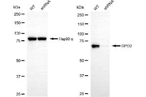 Western blotting analysis using GPD2 antibody (ABIN7798770).
