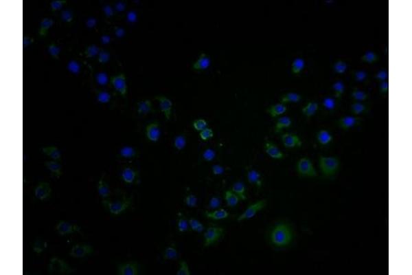 OR4C15 antibody  (AA 258-268)
