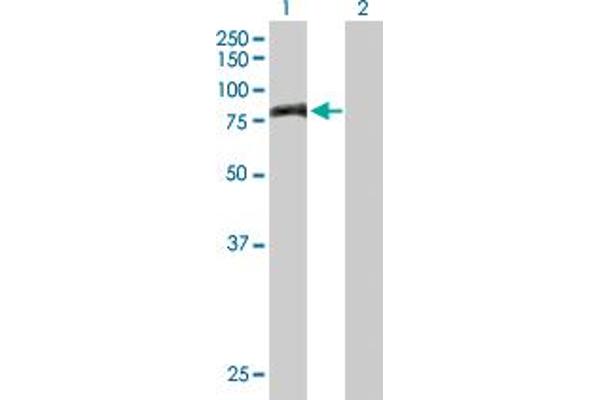 PNPT1 antibody  (AA 1-783)