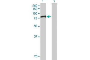 PNPT1 antibody  (AA 1-783)