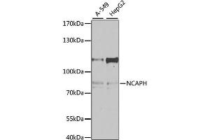 Western blot analysis of extracts of various cell lines, using NCAPH antibody. (NCAPH antibody)