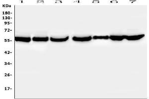 Western blot analysis of PTBP2 using anti-PTBP2 antibody (ABIN7599452). (PTBP2 antibody  (AA 1-504))