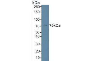 Detection of PLCb2 in Human K562 Cells using Polyclonal Antibody to Phospholipase C Beta 2 (PLCb2) (Phospholipase C beta 2 antibody  (AA 1-250))