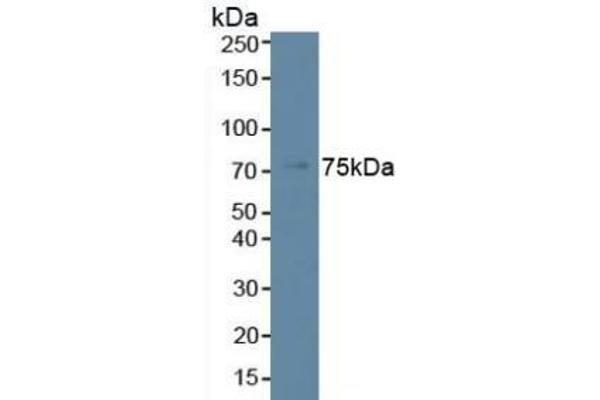 Phospholipase C beta 2 antibody  (AA 1-250)
