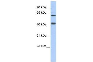 KLHL8 antibody used at 0. (KLHL8 antibody  (Middle Region))