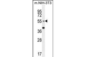 GCNT3 Antibody (C-term) (ABIN654928 and ABIN2844571) western blot analysis in mouse NIH-3T3 cell line lysates (35 μg/lane). (GCNT3 antibody  (C-Term))