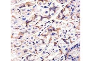 IHC analysis of FFPE human stomach section using Epidermal Growth Factor Receptor antibody; Ab was diluted at 1:25. (EGFR antibody  (AA 1070-1099))