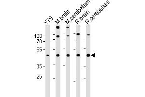 Western blot analysis in Y79 cell line,mouse brain,cerebellum and rat brain,cerebellum tissue lysates (35ug/lane).