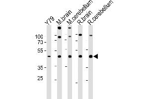 Western blot analysis in Y79 cell line,mouse brain,cerebellum and rat brain,cerebellum tissue lysates (35ug/lane). (RAX antibody  (C-Term))