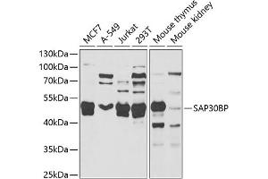 Western blot analysis of extracts of various cell lines, using SBP antibody  at 1:1000 dilution. (SAP30BP antibody  (AA 1-308))