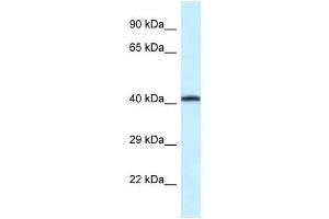 Western Blot showing P2rx2 antibody used at a concentration of 1. (P2RX2 antibody  (Middle Region))
