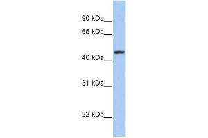 ROM1 antibody used at 1 ug/ml to detect target protein. (ROM1 antibody  (Middle Region))