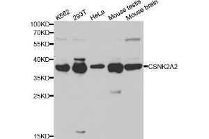 Western blot analysis of extracts of various cell lines, using CSNK2A2 antibody (ABIN5970788) at 1/1000 dilution. (CSNK2A2 antibody)