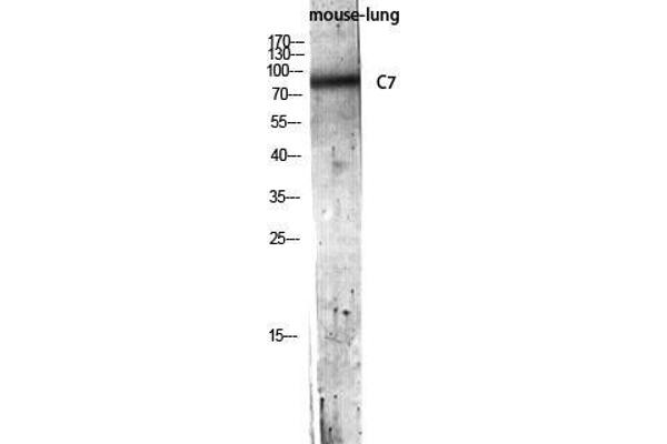 C7 antibody