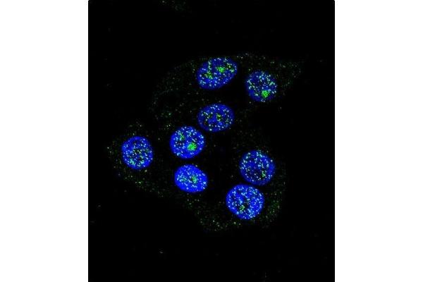 CCDC36 antibody  (C-Term)