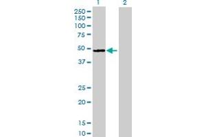 Western Blot analysis of ENO2 expression in transfected 293T cell line by ENO2 MaxPab polyclonal antibody. (ENO2/NSE antibody  (AA 1-434))