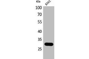 Western Blot analysis of K562 cells using Calbindin D28K Polyclonal Antibody (CALB1 antibody  (C-Term))