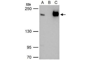 IP Image TAF172 antibody immunoprecipitates TAF172 protein in IP experiments. (BTAF1 antibody  (C-Term))