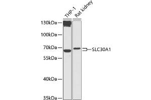 Western blot analysis of extracts of various cell lines, using SLC30 antibody (2532) at 1:1000 dilution.