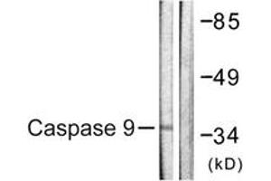 Western blot analysis of extracts from HeLa cells, treated with EGF 200ng/ml 30', using Caspase 9 (Ab-153) Antibody. (Caspase 9 antibody  (AA 119-168))