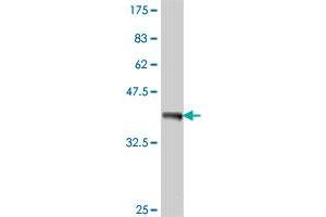 Western Blot detection against Immunogen (38. (MAPK4 antibody  (AA 42-151))