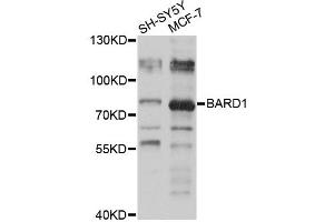 Western blot analysis of extracts of various cell lines, using BARD1 antibody (ABIN5974709) at 1/1000 dilution. (BARD1 antibody)