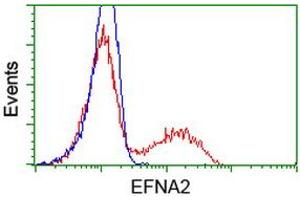 HEK293T cells transfected with either RC213728 overexpress plasmid (Red) or empty vector control plasmid (Blue) were immunostained by anti-EFNA2 antibody (ABIN2452973), and then analyzed by flow cytometry. (Ephrin A2 antibody)