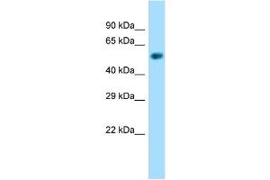 Western Blotting (WB) image for anti-Nicotinate phosphoribosyltransferase (NAPRT) (N-Term) antibody (ABIN971225) (NAPRT1 antibody  (N-Term))