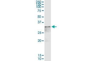 Western Blotting (WB) image for anti-Annexin A4 (ANXA4) (AA 1-321) antibody (ABIN513361)