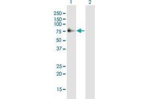 Western Blotting (WB) image for anti-Polymerase (DNA-Directed), delta 3, Accessory Subunit (POLD3) (AA 1-466) antibody (ABIN2566040)