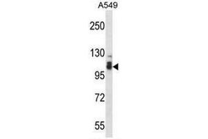 SMEK2 Antibody (C-term) western blot analysis in A549 cell line lysates (35µg/lane).
