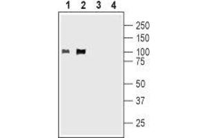 Western blot analysis of rat (lanes 1 and 3) and mouse (lanes 2 and 4) brain membranes: - 1,2. (Kv2.1/KCNB1 antibody  (C-Term, Intracellular))