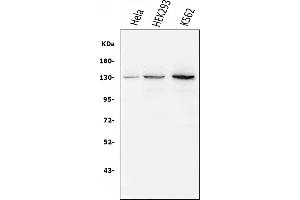 Western blot analysis of BubR1/BUB1B using anti-BubR1/BUB1B antibody (ABIN7600960).
