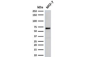 Western Blot Analysis of human MCF-7 cell lysate using Estrogen Receptor, alpha Mouse Recombinant Monoclonal Antibody (rESR1/1935). (Recombinant Estrogen Receptor alpha antibody)